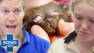 Tiniest Kitten Suffers Stroke After Getting Squished in Folding Table 💔 Bondi Vet Clips | Bondi Vet