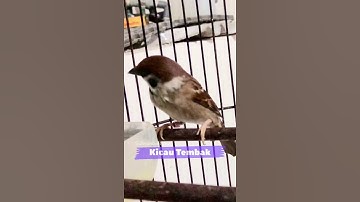 100% Respon!! Pancingan Burung Gereja Betina Memanggil Teman | Kicau Tembak