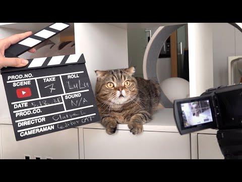 How to Make Cat Videos (ENG SUB)