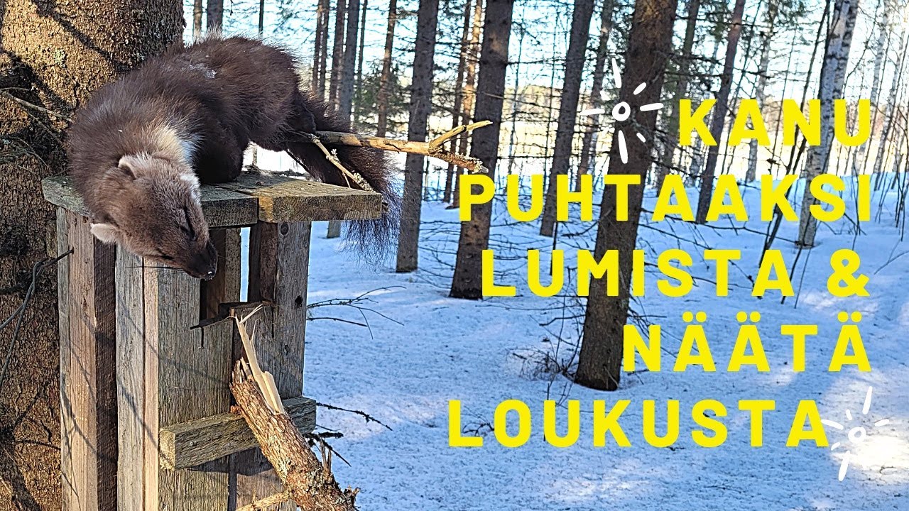 Kanun puhdistus ja näätä loukusta