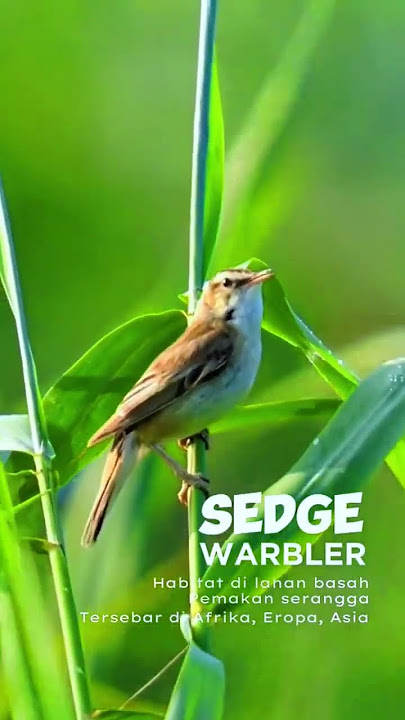 sedge warbler #sedgewarbler #warbler #birds #birdsinging #birdsong #alamliar #hobiburung #kicau