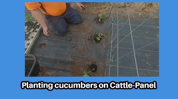 Planting cucumbers on an cattle panel