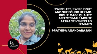 Cage quality affects male mouse attractiveness to females by Prathipa Anandarajan