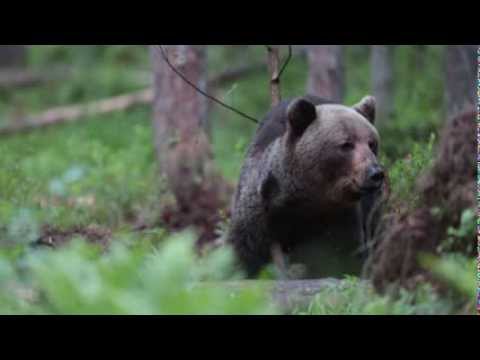 Video: Grizli Lāčus Joprojām Vajag Aizsargāt, ASV Tiesas Noteikumi