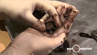 Famous Explainer Cow Eye Dissection I Video 2013 I Exploratorium Wealth