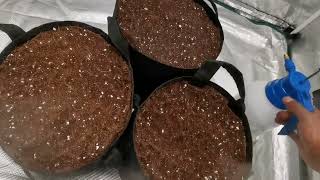 Santica's Auto Grow - Germination - Watermelon Zkittles by Barney's Farm 😎