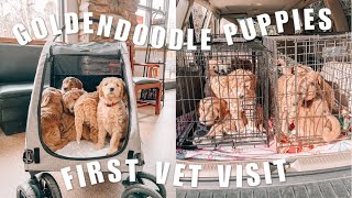 GOLDENDOODLE PUPPIES FIRST VET VISIT + A PUPPY UPDATE + AM I KEEPING ONE OF THE PUPPIES?!