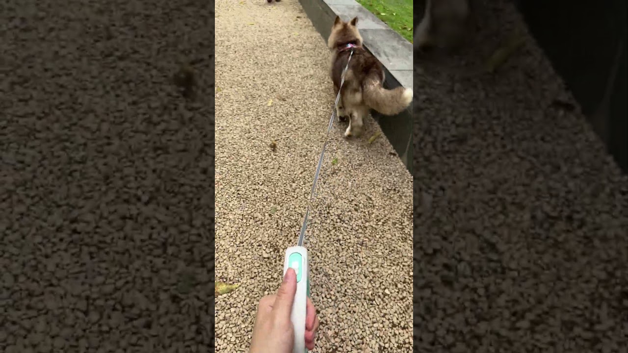 16 ft Retractable Dog Leash 