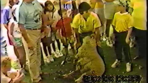 Folklife 1989   Sheep Shearing
