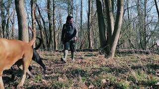 Walking 2 Giant Boerboels, Unexpected Surprises! #boerboel #mastiff #guarddog #natureasmr #nature by Pawfextion 318 views 1 month ago 7 minutes, 45 seconds