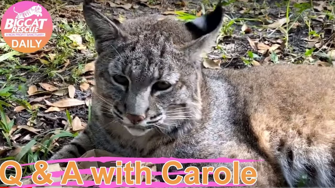 leopard print Bobcats Get Nip and Max 