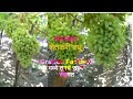 Super sonaka grapes plot 202122