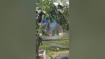 burung serindit gengstar.