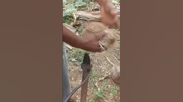how to #dehusk #coconut with a husk removing tool