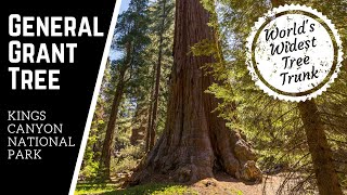 World's Widest Tree Trunk | General Grant Tree | Kings Canyon National Park