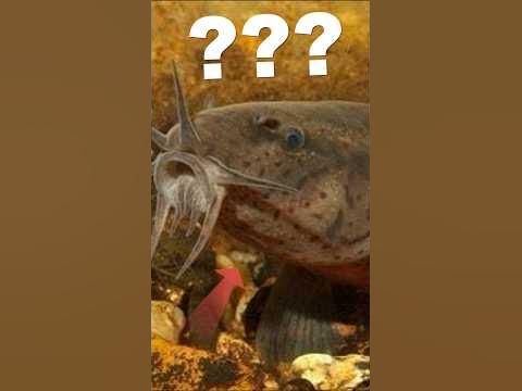 Знаєш що це за риба? #рибалка #в'юн #піскун - YouTube