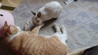 仲良しまであと一歩 な猫とうさぎ Youtube 仲良しまであと一歩 な猫とうさぎ Youtube