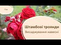 Як висаджувати штамбові троянди навесні