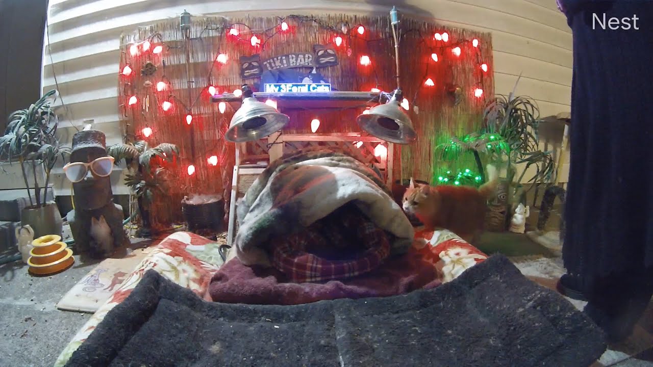 Setting up a warm blanket tent for my feral cat but she has something