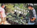 アガベ専門店『T Plants Labo』に潜入!!(新メンバーIGUちゃんのお店)