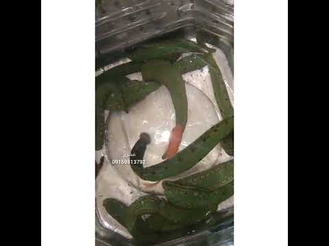 زالو مولد زالو  حجامت حلزون زالودرمانی 