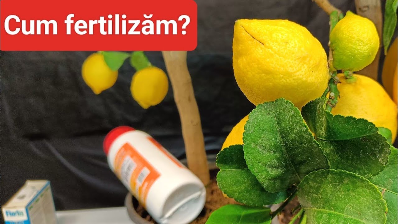 Fertilizare lămâi în ghiveci