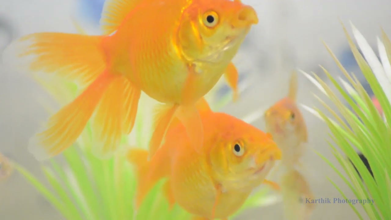 Home aquarium Gold fish Fish feeding closer view YouTube