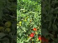 #agriculturetechnology Tomato harvest-Lam Biotech Protein Amino acid Water-soluble fertilizer