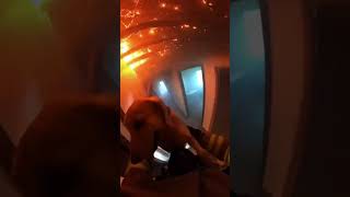 Firefighter Rescues Dog From Burning Home #dogrescue #dog #firefighter #rescue