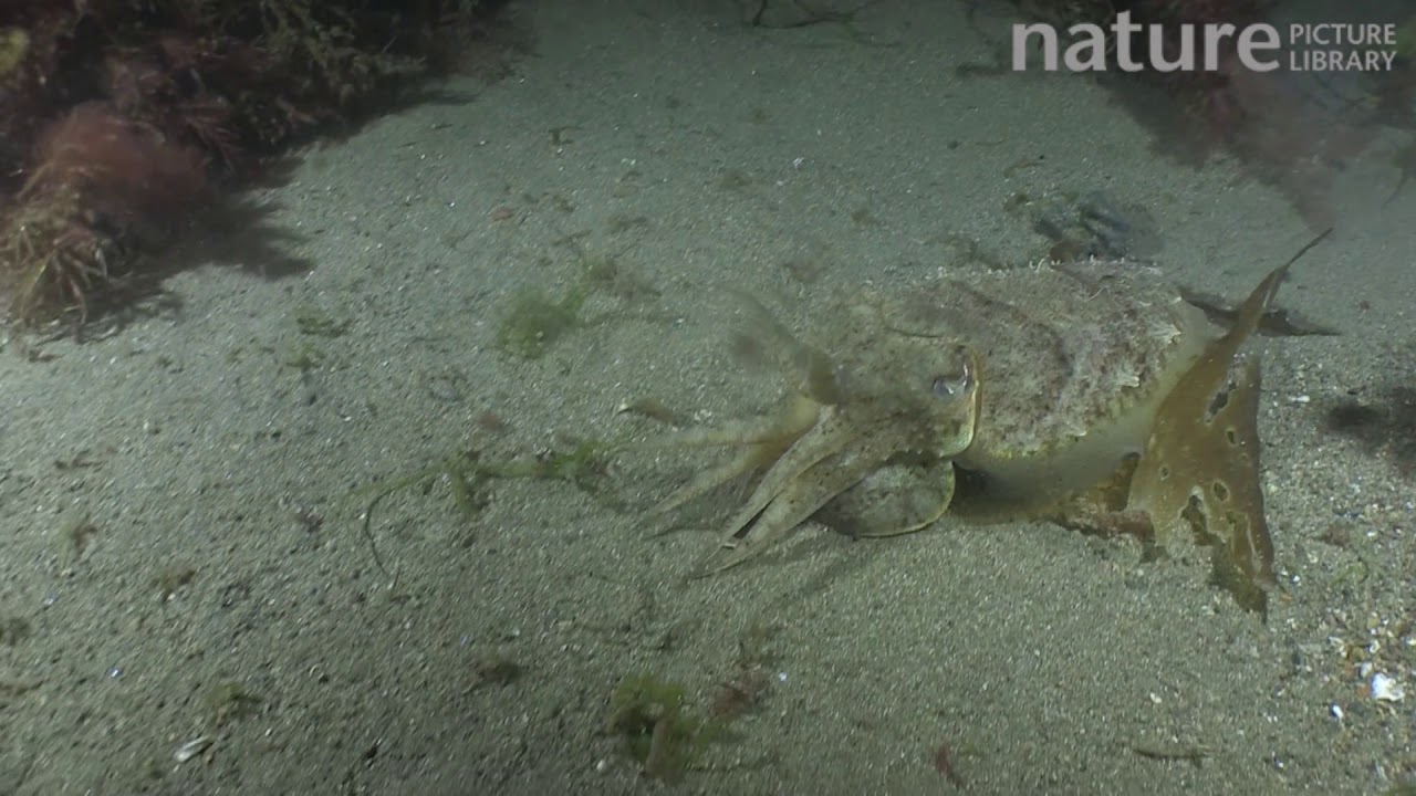 Common cuttlefish hunting, filmed at night, Sark, British Channel Islands, UK, August.
