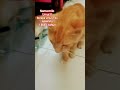 berapa umur milo sekarang