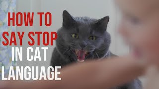 Paws Off! Ways to Say No to Your Cat / Cat Communication / Cat World Academy by Cat World Academy 2,171 views 1 month ago 8 minutes, 44 seconds