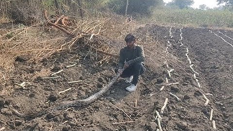 इस अजगर सांप ने 10 साल के प्राणी को जिन्दा निगल : गया और जब बाहर निकाला तो आप सोच भी नहीं ...