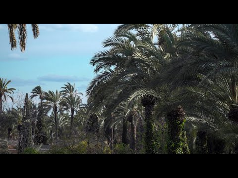 Vídeo: Salze De Cinc Canyes (14 Fotos): Descripció De L'arbre Blackotal, Cura De Les Plantes, ús En Disseny De Paisatges