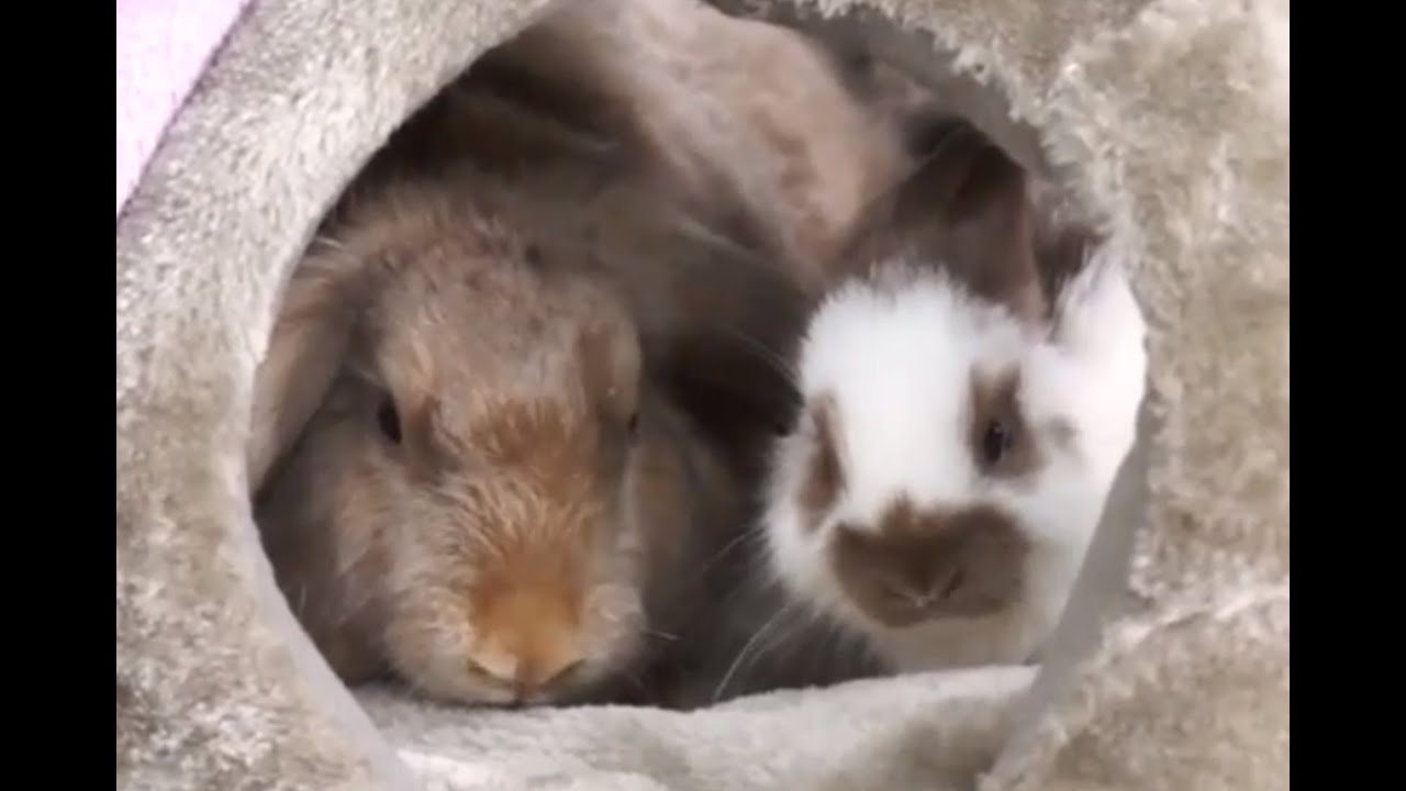 KRÓLIKI - Jak się z nimi bawić