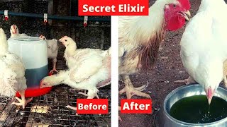 STOP WASTING YOUR MONEY | How I use Bitter leaf for Coccidiosis in Poultry