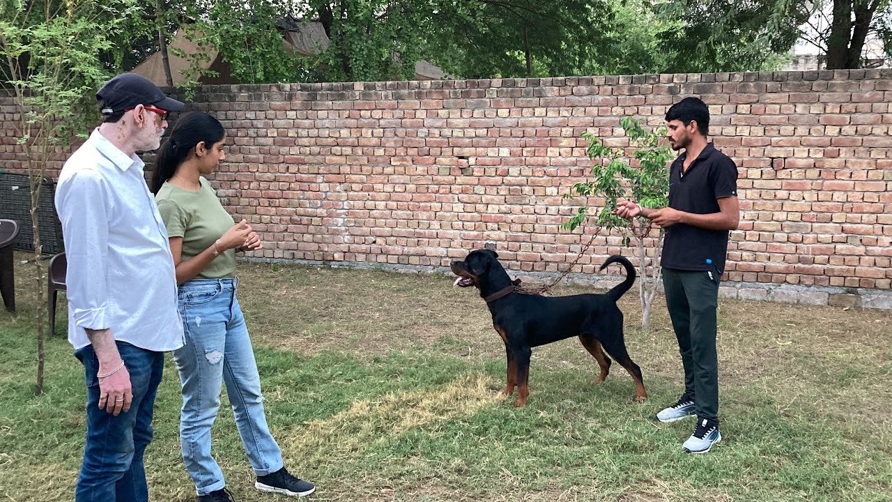 Adult Rottweiler ki Aggressive training successful | customer feedback ...