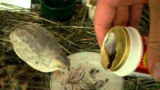 Uno and the Worms screenshot 3