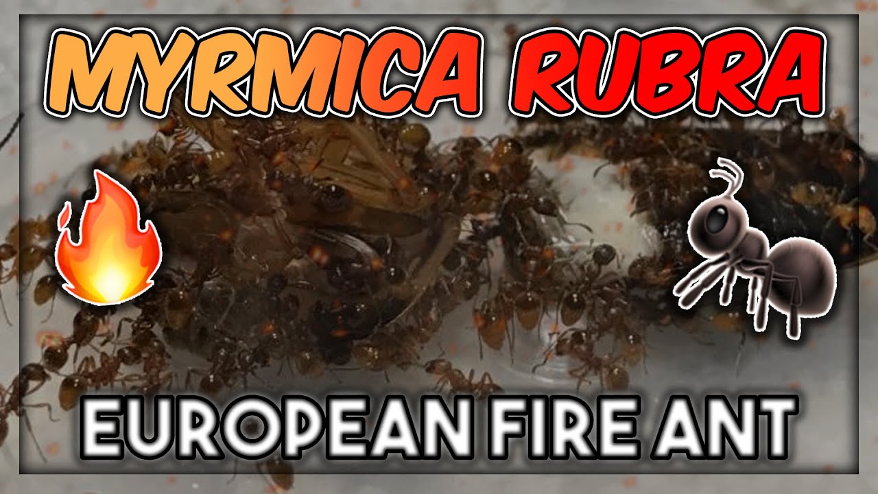 MYRMICA RUBRA - EUROPEAN FIRE ANT 