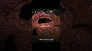 Mengungkap Misteri Rafflesia Arnoldi yang Langka dan Menakjubkan!!!
