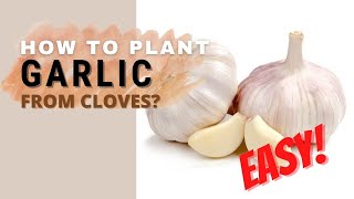 How to plant garlic from cloves? | easy tutorial