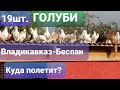 Голуби командировка 6 км есть выбор.Pigeons business trip 6 km there is a choice