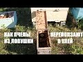 Рой переползает в улей из ловушки