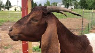 Lethargic Anemic Weak Goat - Worm Load (barberpole worm) Pale Eyelids - Treatment  (Video 1)