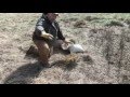 coyote trapping grass flat set