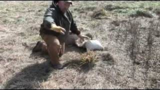 coyote trapping grass flat set