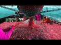 Inside The Life Of A vessel red shrimp fishing - Catch Hundreds Tons Shrimp With Modern Boat