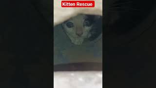 Kitten Rescue