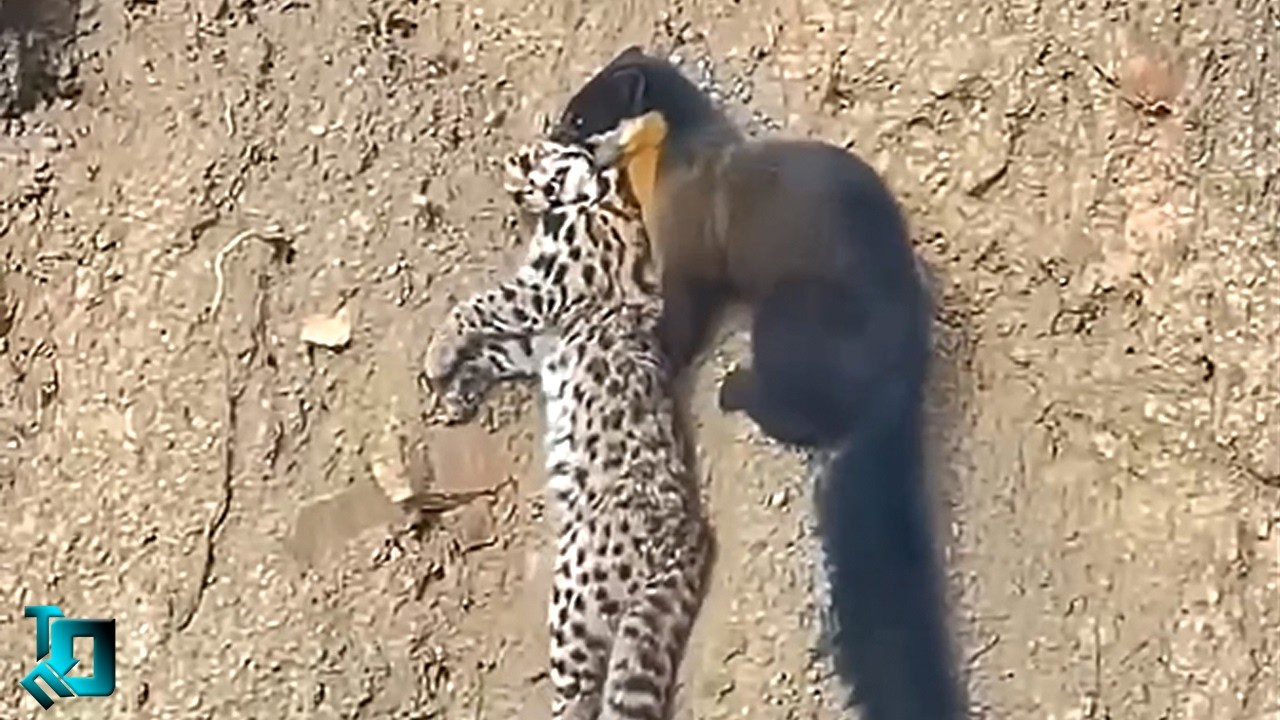 Такого Ты Не Видел / Случаи с Животными Удивляют по Полной