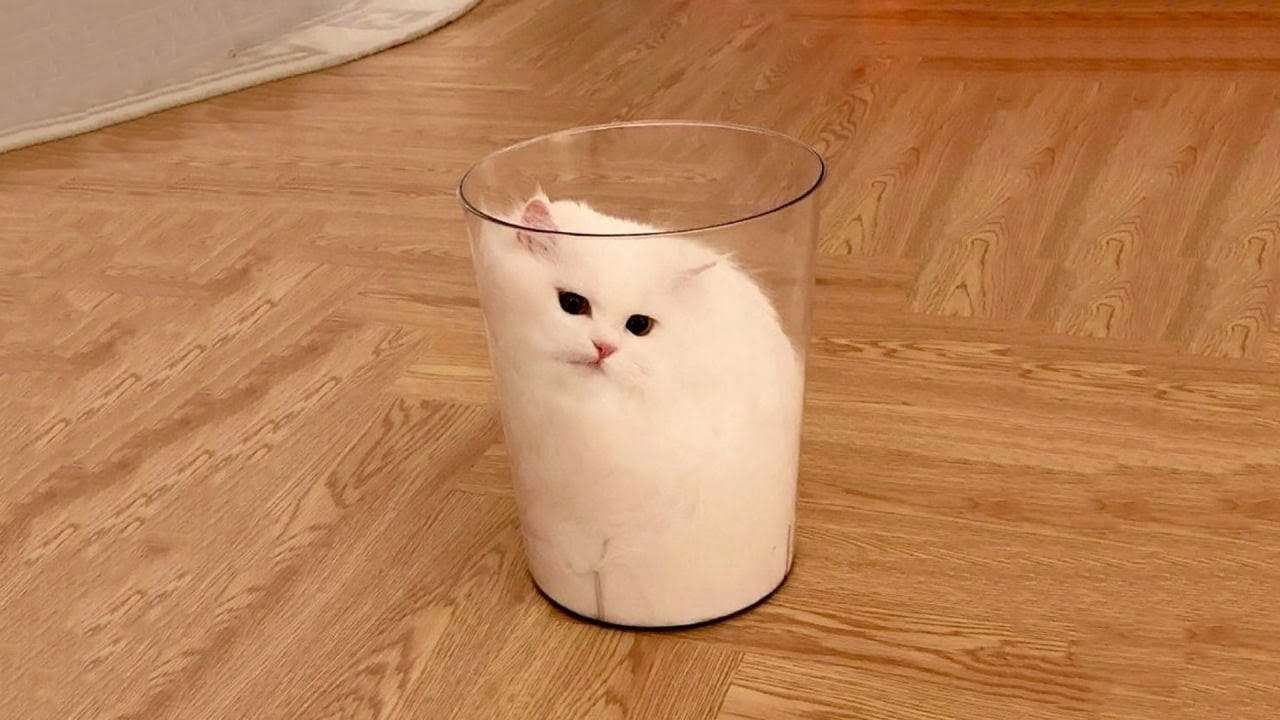 The Funniest Cat Videos 🐱 Try Not To Laugh Part 41